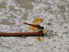 Brachythemis contaminata