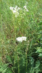 Filipendula vulgaris