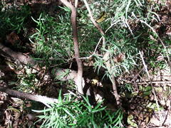 Asparagus falcatus