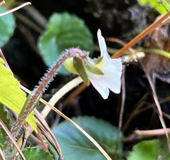 Viola adenothrix
