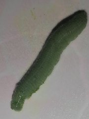 Pieris rapae