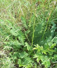 Filipendula vulgaris