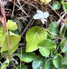 Viola adenothrix