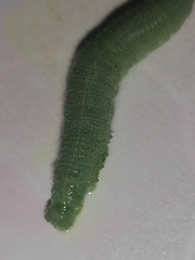 Pieris rapae