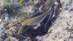 Sarpa salpa