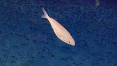 Sarpa salpa