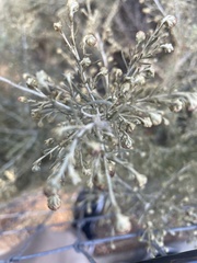 Artemisia californica