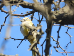 Gubernatrix cristata