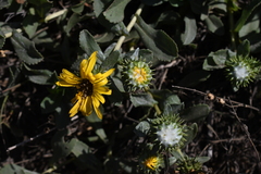 Grindelia stricta