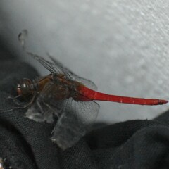 Orthetrum chrysis