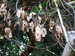 Dalbergia obovata