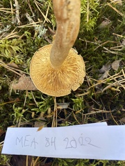 Lactarius helvus