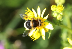Eristalis intricaria