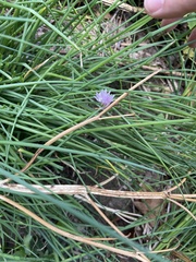 Allium schoenoprasum