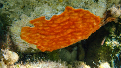 Schizoporella