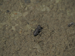 Cicindelina