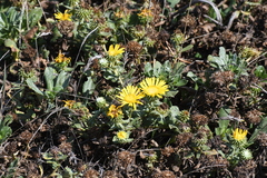 Grindelia stricta