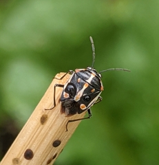 Bagrada hilaris