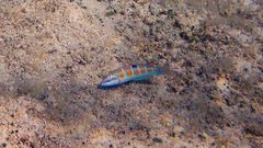 Thalassoma pavo