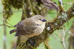 Camarhynchus pallidus