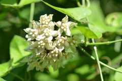 Funastrum cynanchoides