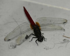 Orthetrum chrysis