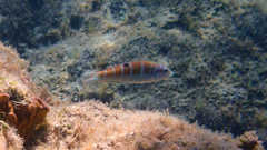 Thalassoma pavo