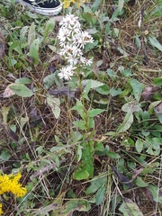 Symphyotrichum urophyllum
