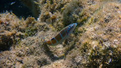 Thalassoma pavo