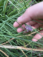 Allium schoenoprasum