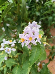 Solanum bonariense