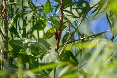 Megatibicen pronotalis