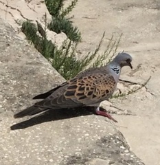 Streptopelia turtur