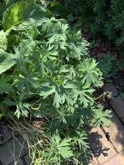 Geranium pratense