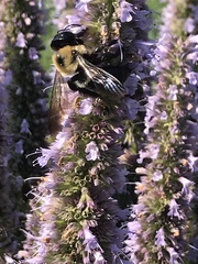 Xylocopa virginica virginica