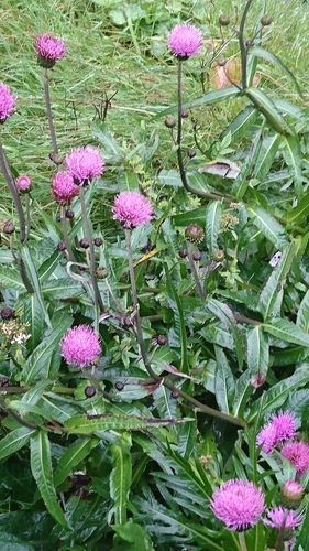 Melancholy Thistle