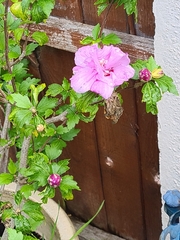 Hibiscus syriacus
