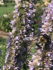 Xylocopa virginica virginica