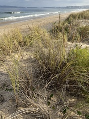Ammophila arenaria