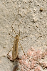 Molophilus