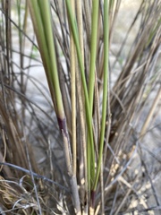 Ammophila arenaria