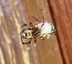 Parasteatoda