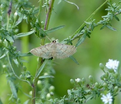 Herpetogramma theseusalis