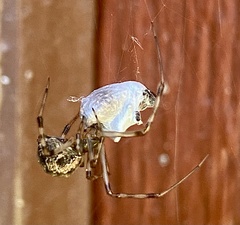 Parasteatoda