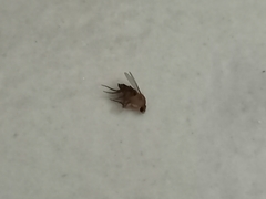 Phoridae