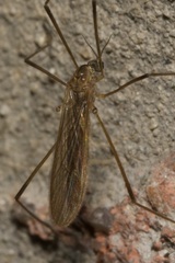 Molophilus