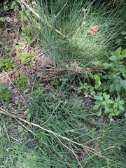 Allium schoenoprasum