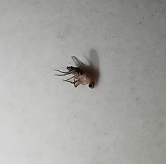 Phoridae
