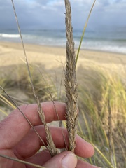 Ammophila arenaria