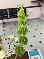 Moluccella